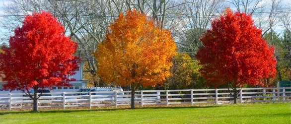 foliage in fall.jpg