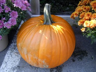 one pumpkin.jpg