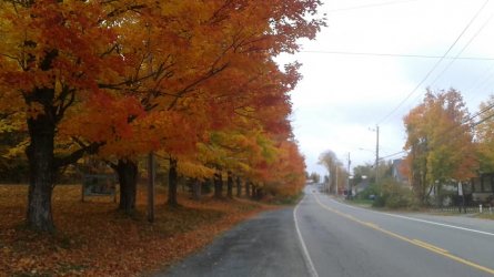 new germany..fall.jpg
