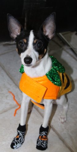 AceHalloween2013-2.jpg