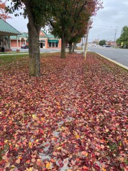 Leaves on Path.jpg