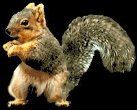 541-happy-squirrel-dance.gif