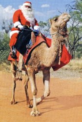 camel.jpg