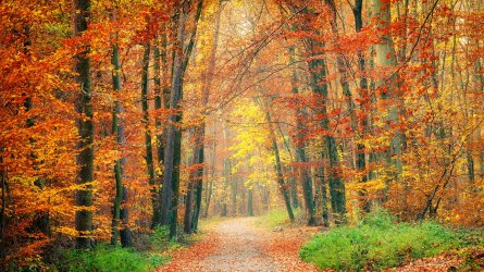 Fall-Foliage-Changing-of-the-Leaves_Homegrown_Web-16x9-1.jpg