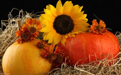 Photos-Pumpkin-Wallpapers.jpg