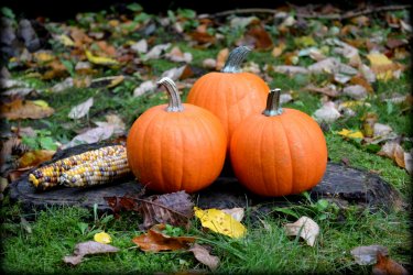 autumn-pumpkins-1463698864AGF.jpg
