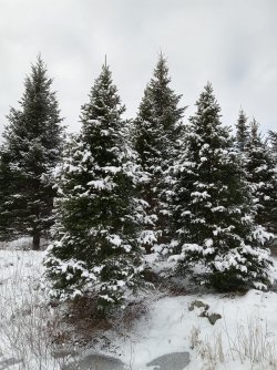 fresh snow Jan 15.jpg