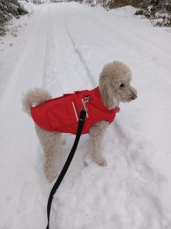 Piper in snow 11.jpg