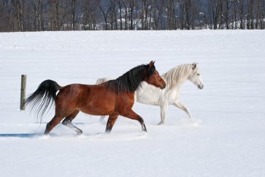 horses-crossing-snowy-field.jpg