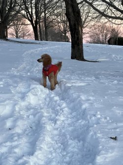 snow poodle.jpg