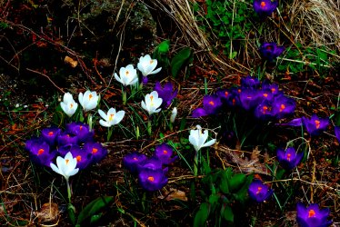 spring in ns 1.jpg