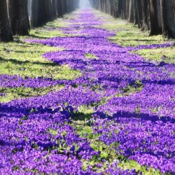 more crocus.jpg