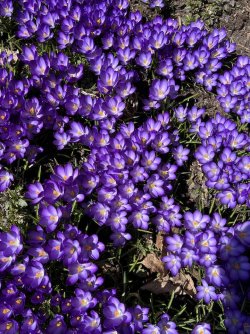 NL Crocus.jpg