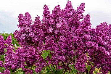 Lilacs.jpg