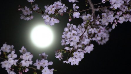 flower-moon.jpg