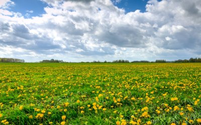field-of-dandelions.jpg