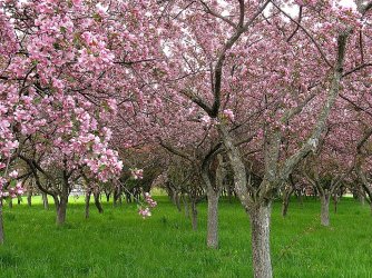 flowering-crab apple.jpg