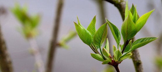 tree-budding.jpg