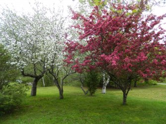 LP trees.jpg