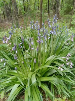 may 24 flowers 2.jpg