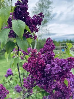 Lilacs.jpg