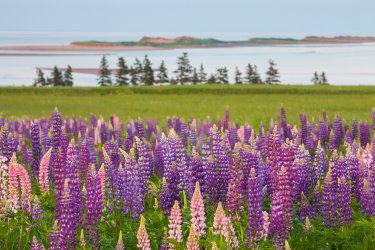 pei lupins.jpg