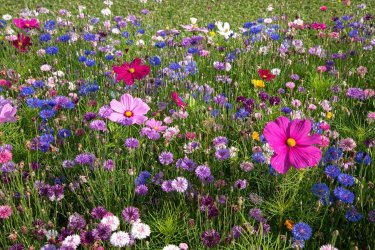 wild flowers.jpg