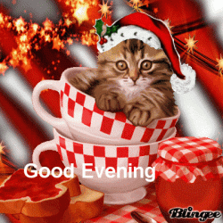 Good-evening-christmas-kitten.gif