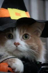 image.jpeg