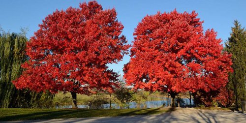 red maples.jpg
