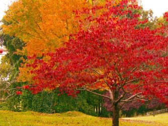 reds and yellows.jpg