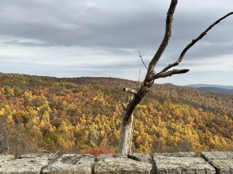 Tree and Yellow Forest.JPEG