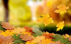 falling-leaves-autumn.jpg