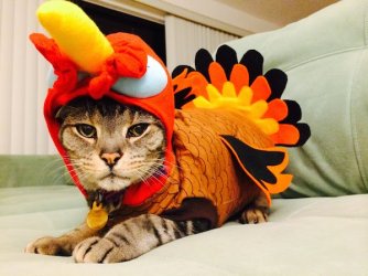Thanksgiving-Turkey-Cat-Costume.jpg
