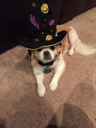 image.jpeg