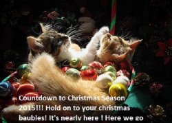 Cats.jpg