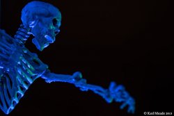 SKELETON.jpg