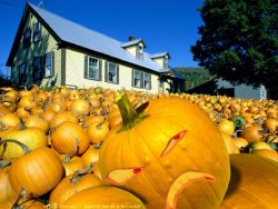 Pumpkin Patch.jpg
