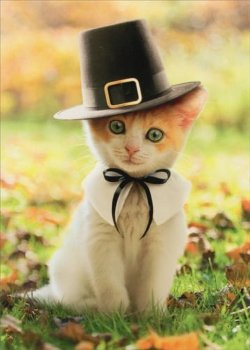 Avanti-Press-Pilgrim-Cat-Kitten.jpg