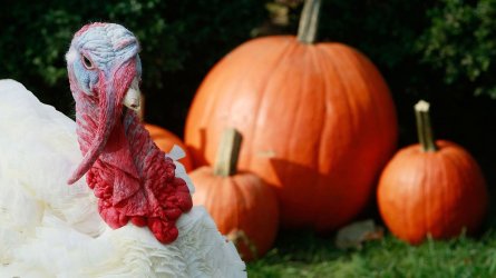 thanksgiving-gettyimages-8382969.jpg thanksgiving-gettyimages-8382969.jpg