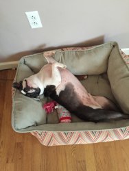 image.jpeg