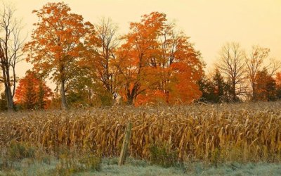 281-2815390_fall-corn-fields-3886798929.jpg