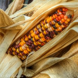Fall+Corn-3639566649.jpg