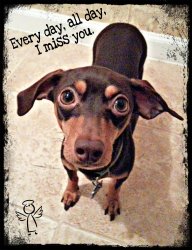 Dobie Misses You.jpg