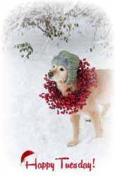 220348-Cute-Winter-Tuesday-Quote.jpg