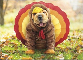 cd6628-turkey-dog-thanksgiving-card.jpg