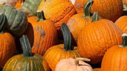 Pumpkins_202023910.jpg