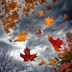 autumn-leaves-falling-stockcake.jpg