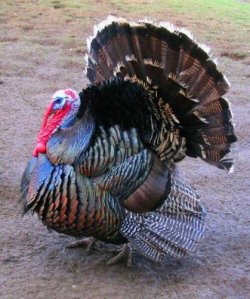 500px-Male_north_american_turkey_supersaturated.jpg