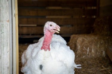 2023_05-30_FSNY_Tutu_turkey_DSC07625_CREDIT_Farm_Sanctuary-1-scaled.jpg 2023_05-30_FSNY_Tutu_turkey_DSC07625_CREDIT_Farm_Sanctuary-1-scaled.jpg
